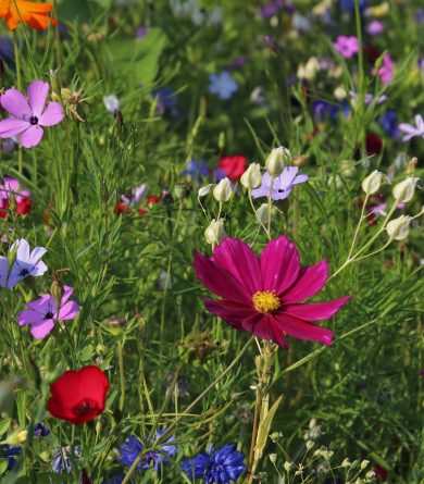Six communes sarthoises décrochent leur première fleur
