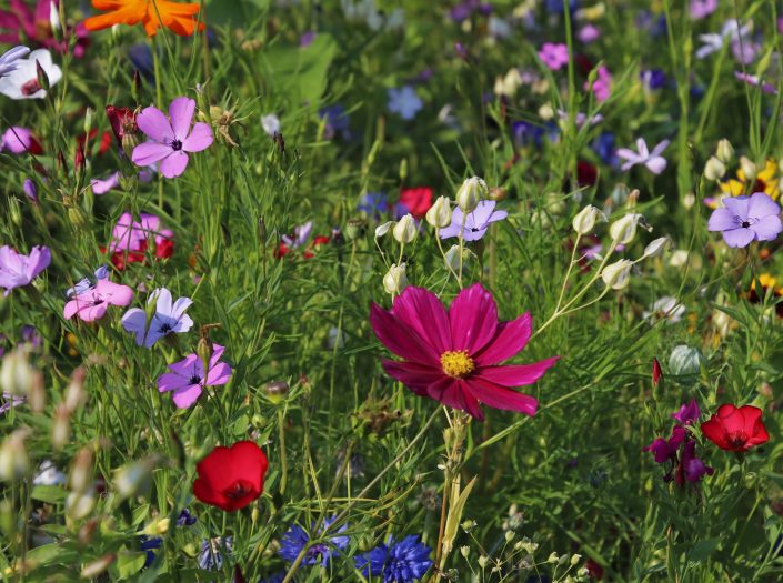 Six communes sarthoises décrochent leur première fleur