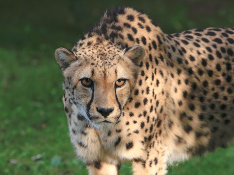 Nouvelle expérience séminaire au Zoo de La Flèche : face aux guépards !